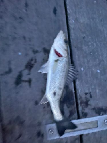 セイゴ（マルスズキ）の釣果