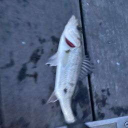 セイゴ（マルスズキ）