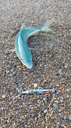 コゾクラの釣果