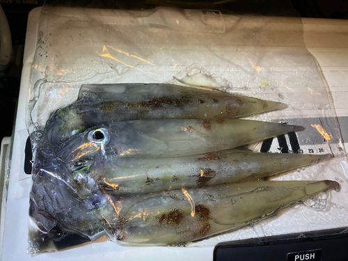 ヤリイカの釣果