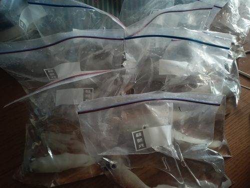 ヤリイカの釣果