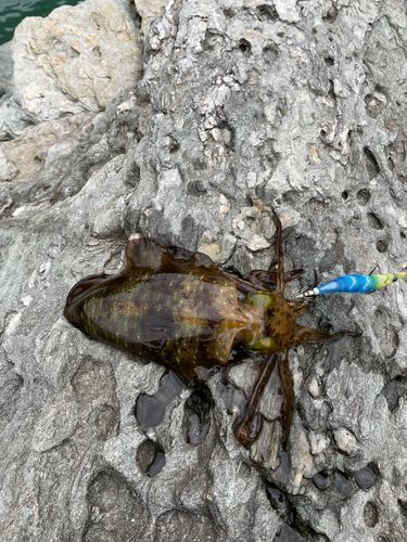 アオリイカの釣果