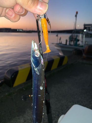 タチウオの釣果