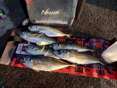 マアジの釣果