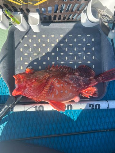 ウッカリカサゴの釣果