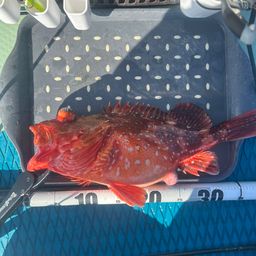 ウッカリカサゴ