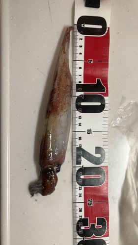 ヤリイカの釣果