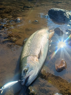 ニジマスの釣果
