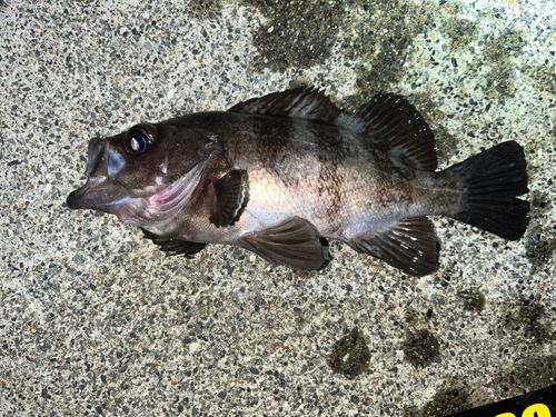 三陸海岸（岩手）