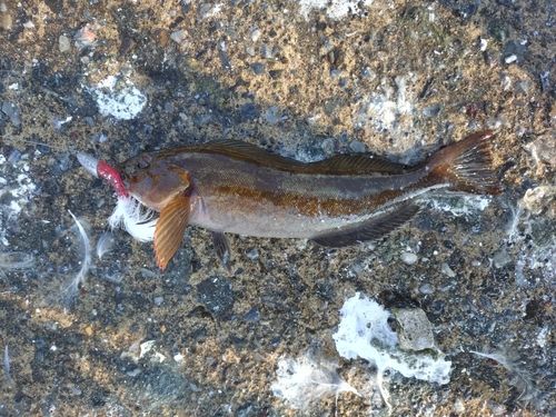 アイナメの釣果