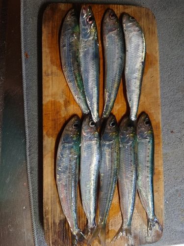 マイワシの釣果
