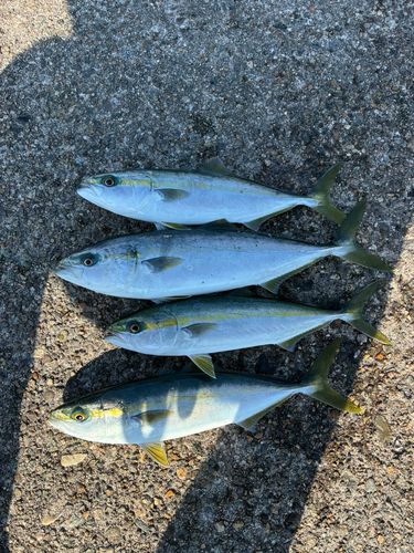 フクラギの釣果