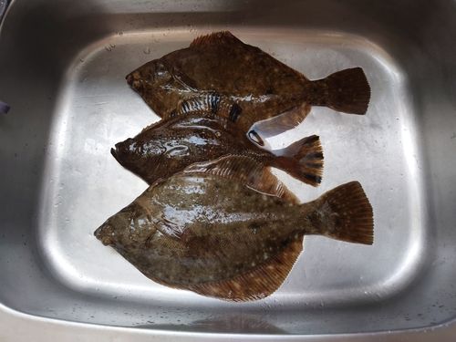 マコガレイの釣果