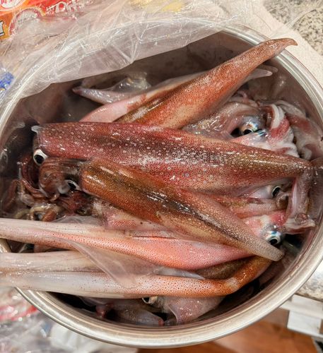 ヤリイカの釣果