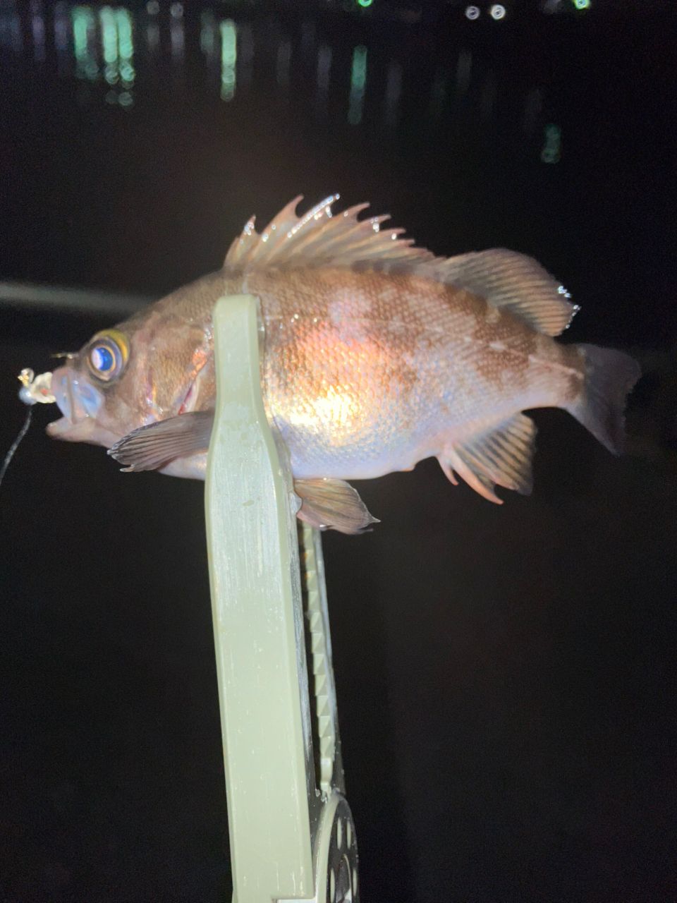 Gamakatsu ラグゼ 宵姫 華 弍 S54FL-solidの最安値・インプレ・釣果