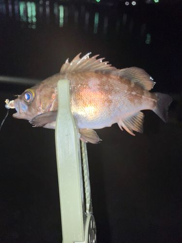 シロメバルの釣果