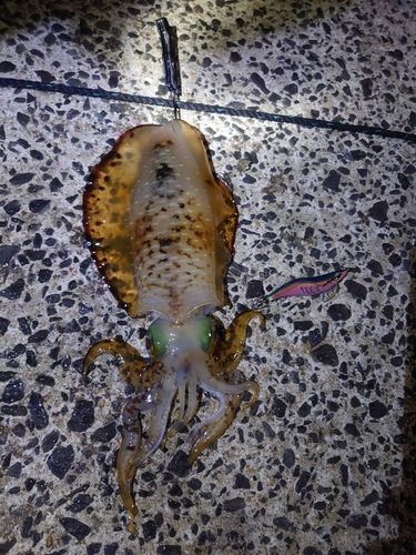 アオリイカの釣果