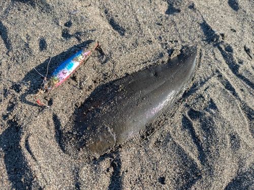 シタビラメの釣果