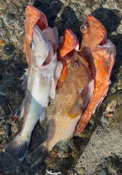 アラの釣果