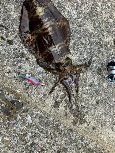 アオリイカの釣果