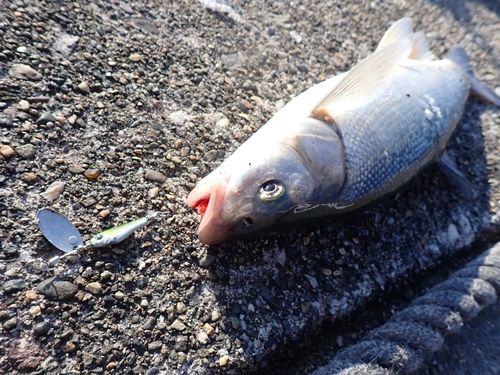 ウグイの釣果