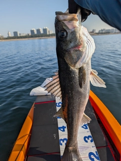 シーバスの釣果