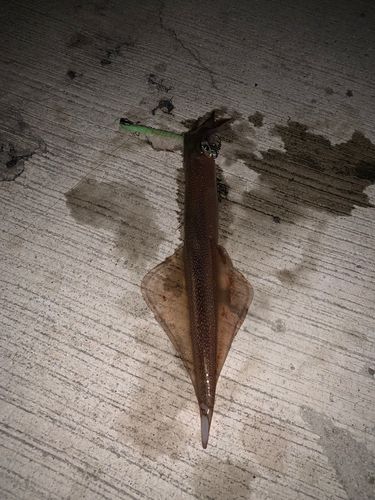 ヤリイカの釣果