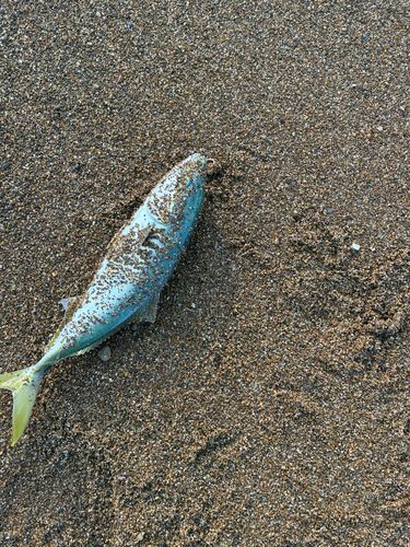 コゾクラの釣果