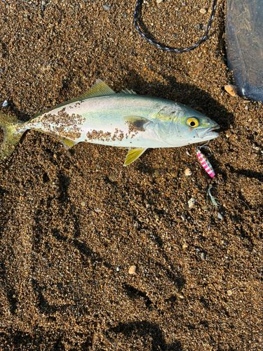 フクラギの釣果