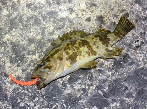 タケノコメバルの釣果