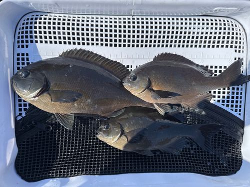 オナガグレの釣果