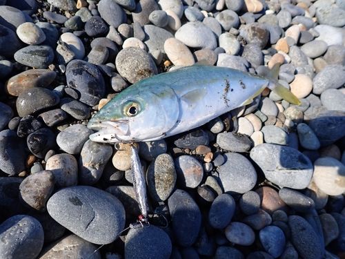 コゾクラの釣果