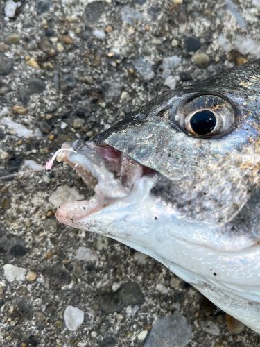 千葉港中央埠頭