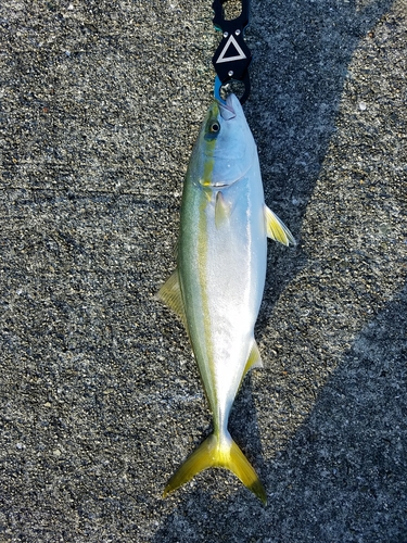 ハマチの釣果