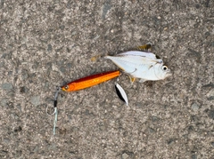 ヒイラギの釣果