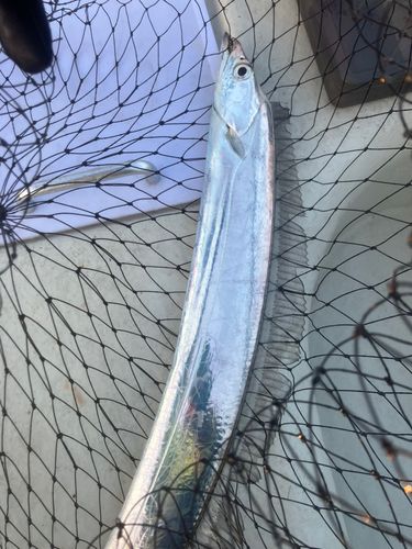 タチウオの釣果