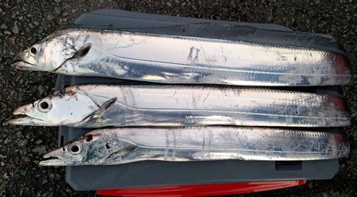 タチウオの釣果