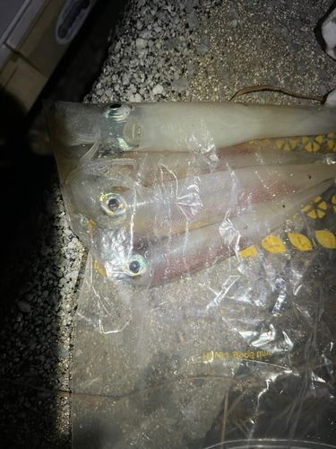ヤリイカの釣果