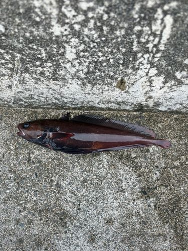 三陸海岸（宮城）