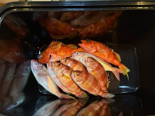 イトヨリダイの釣果