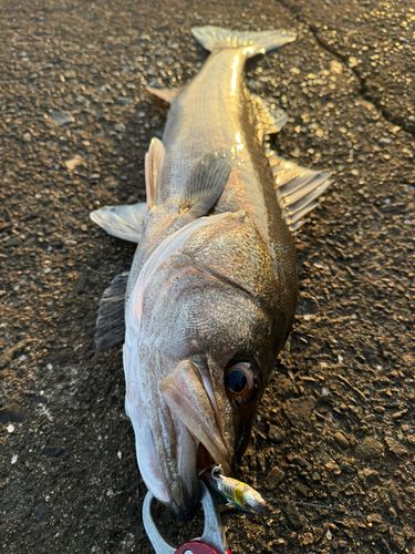 スズキの釣果