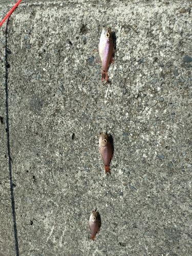 ネンブツダイの釣果