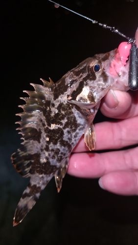 タケノコメバルの釣果