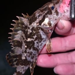 タケノコメバル