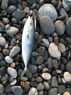 フクラギの釣果