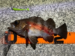 メバルの釣果