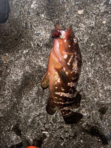 キジハタの釣果