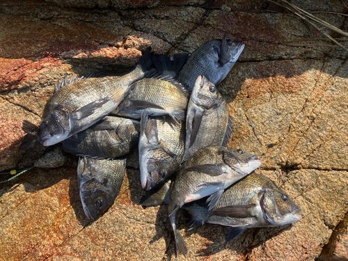 チヌの釣果