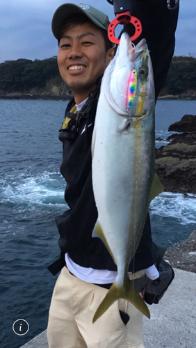 イナダの釣果