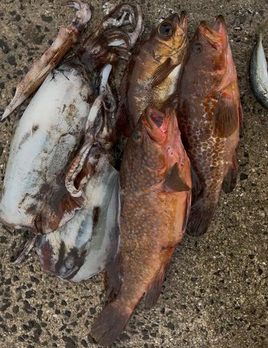 アオリイカの釣果